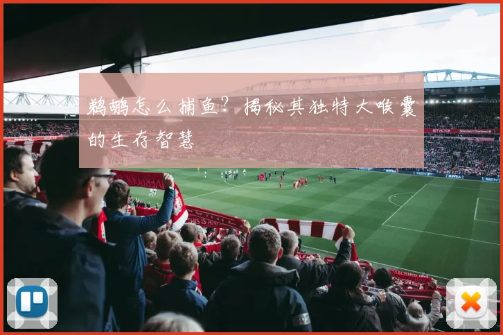 鹈鹕怎么捕鱼?揭秘其独特大喉囊的生存智慧