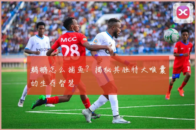 鹈鹕怎么捕鱼?揭秘其独特大喉囊的生存智慧